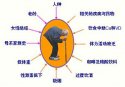 超声91免费看片仪测量91免费看片的意义