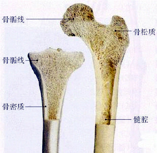 91免费看片仪检查超声91免费看片的重要性是骨质量重要标志
