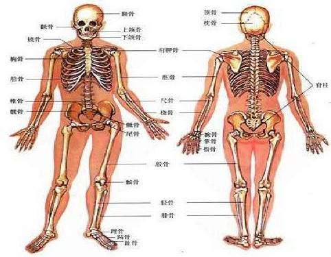 超声91免费看片仪99%的人根本就是连自己骨骼构成都不了解