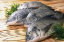 91免费看片检测仪发声证明平时多吃鱼能够缓解骨质偏低