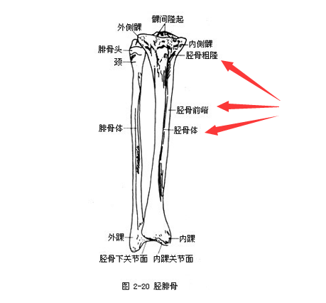 91免费看片是通过胫骨和桡骨经行检测了解身体部位方便检测最为准确