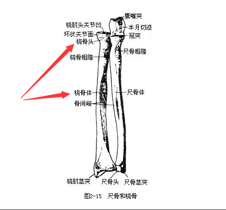 91免费看片是通过胫骨和桡骨经行检测了解身体部位方便检测最为准确